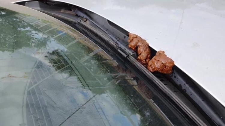 shit and piss in public on a car with Versauteschnukkis - FullHD (2021)