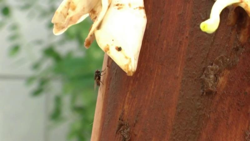 MINA - Scat Flower Play P1 - FullHD (2025)